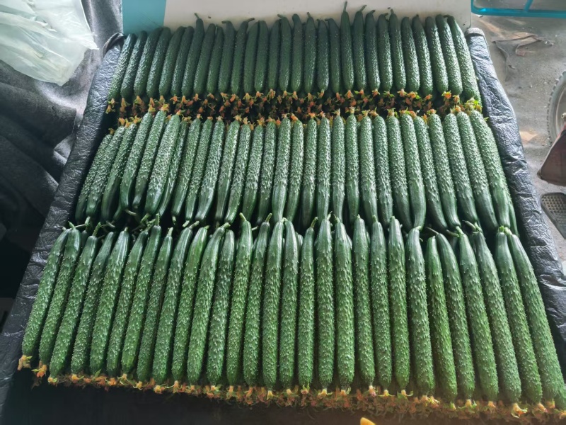 河南夏邑密刺黄瓜大量上市中，欢迎各大电商市场老板电联