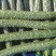 河南夏邑密刺黄瓜大量上市中,欢迎各大电商市场老板电联