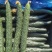 河南夏邑密刺黄瓜大量上市中,欢迎各大电商市场老板电联