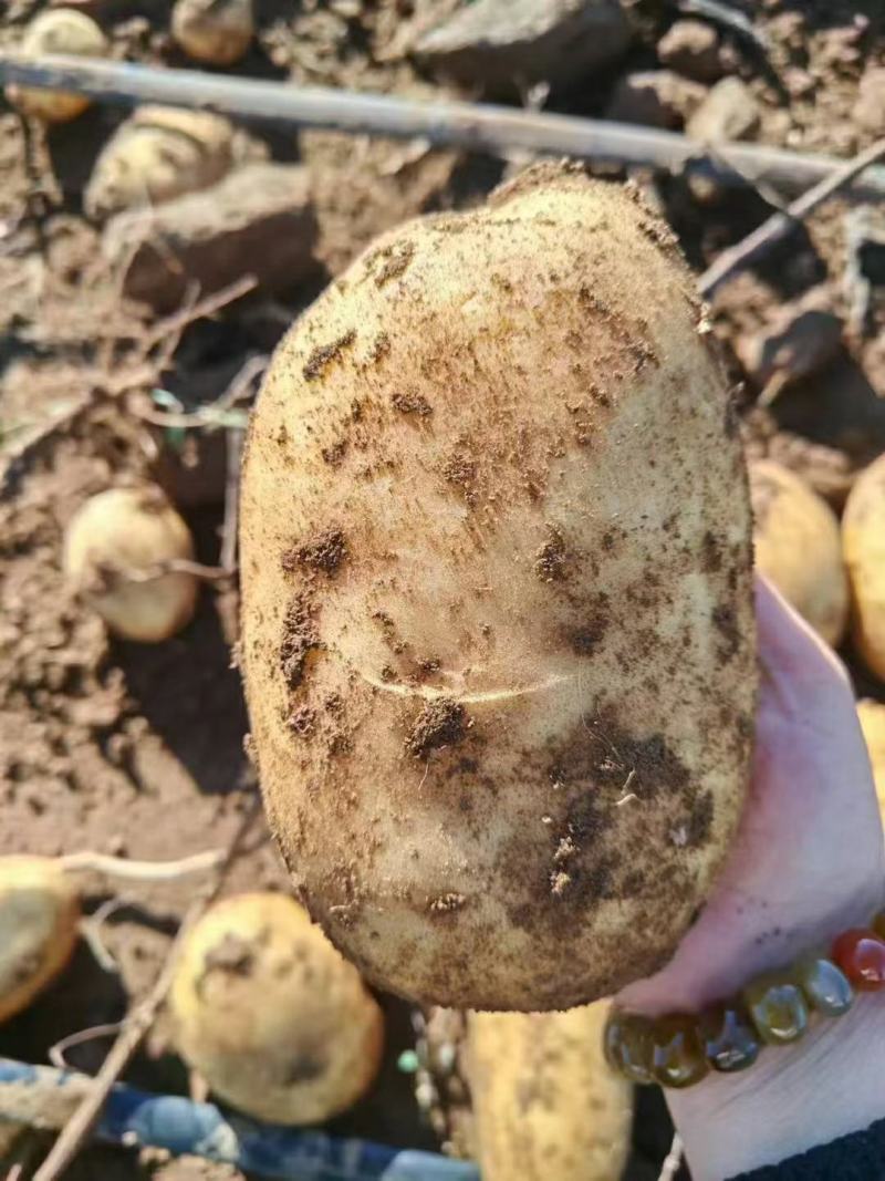 湖北天门黄心土豆产地发货一手货源批发品质保证价格便宜