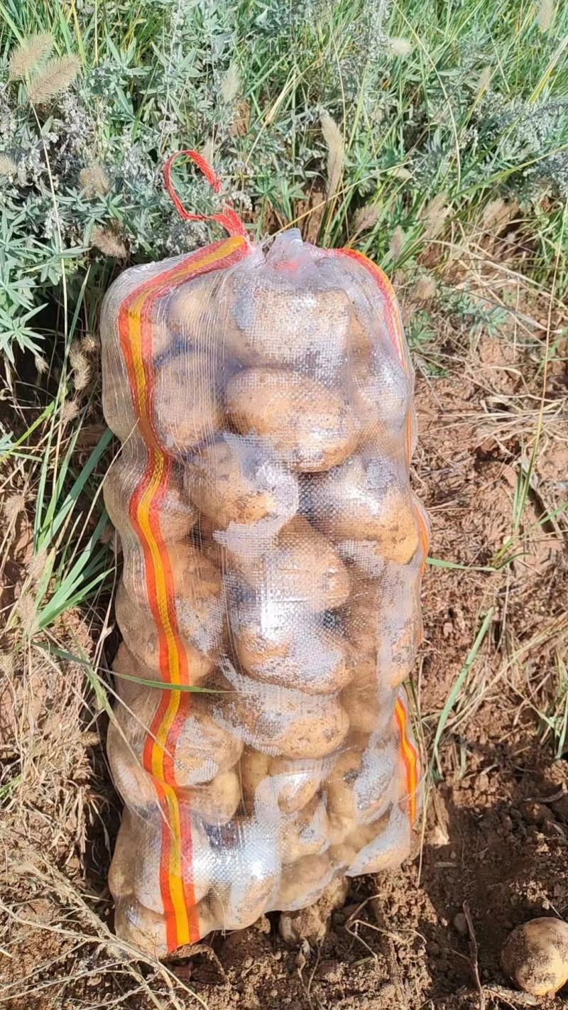 湖北天门黄心土豆产地发货一手货源批发品质保证价格便宜