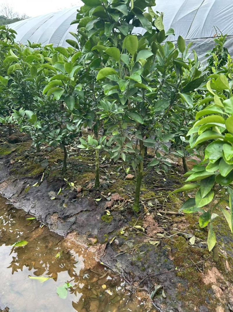 黄金甲柑桔苗无仔纯甜新品种