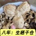 新会三江陈皮大量批发茶枝柑大红皮陈皮茶陈皮干