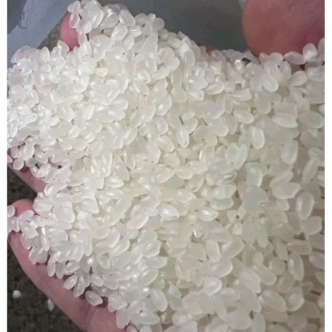 24年珍珠米量大采购批拉批结