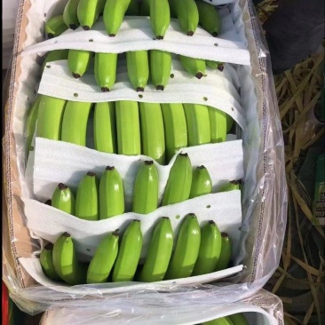 海南香蕉基地一手货源质优价廉视频看货，整车对接全国市场