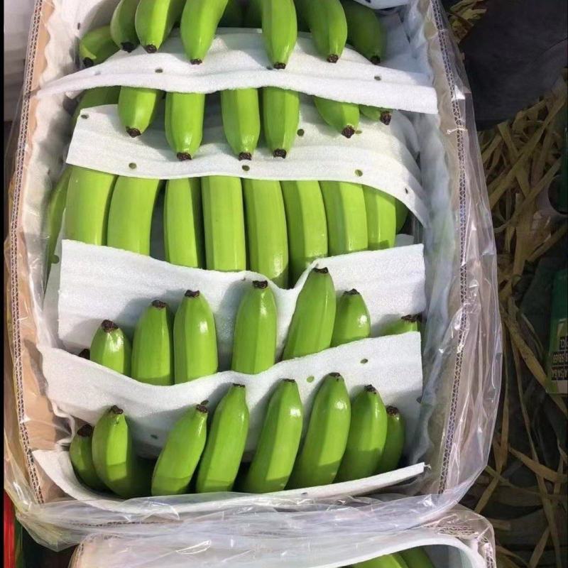 海南香蕉基地一手货源质优价廉视频看货，整车对接全国市场