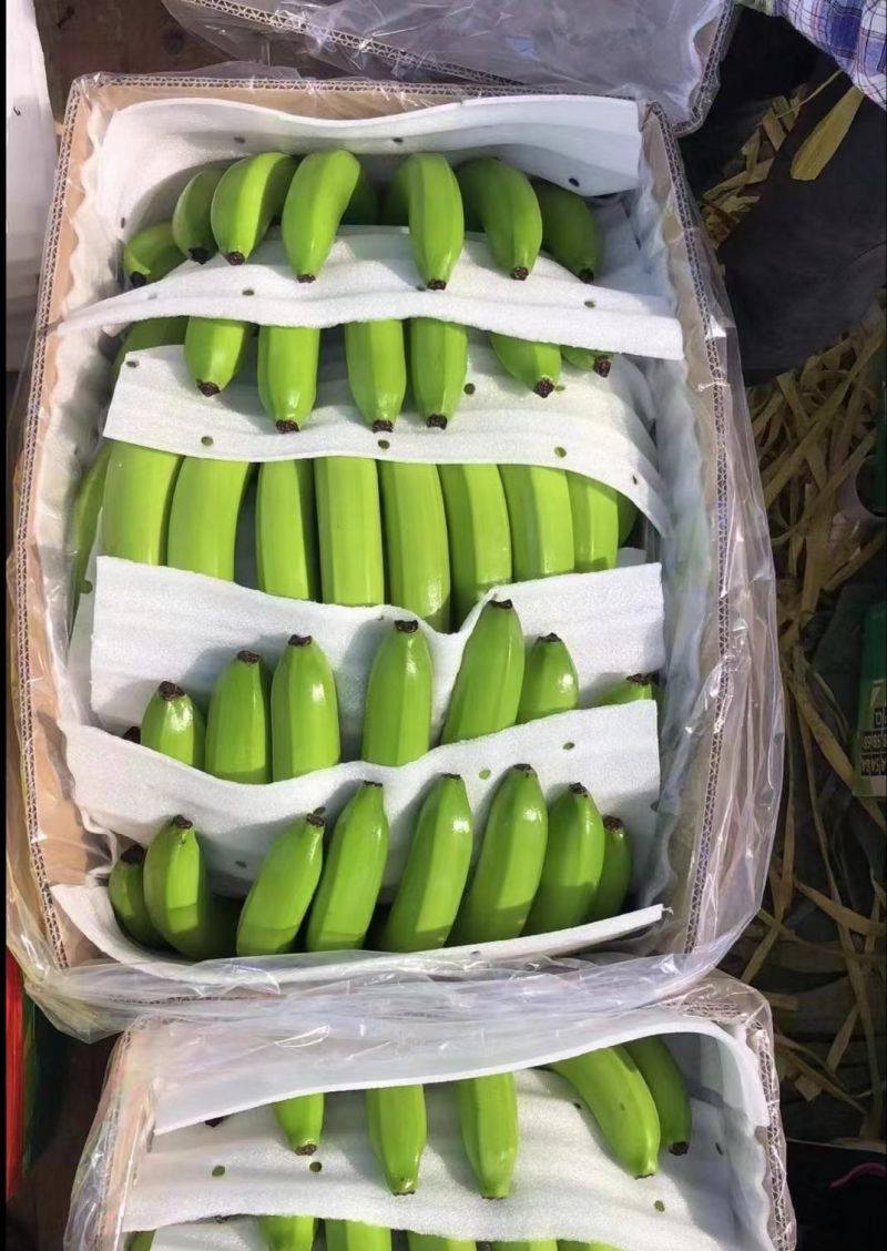 海南香蕉基地一手货源质优价廉视频看货，整车对接全国市场