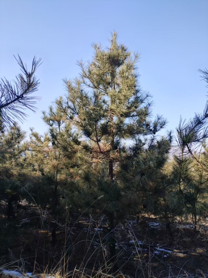 出售4米多黑松树，大量有货，对接全国客户，欢迎合作