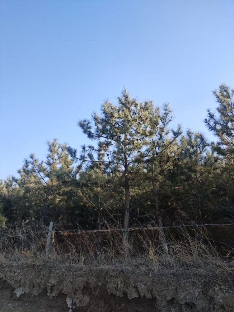 出售4米多黑松树，大量有货，对接全国客户，欢迎合作