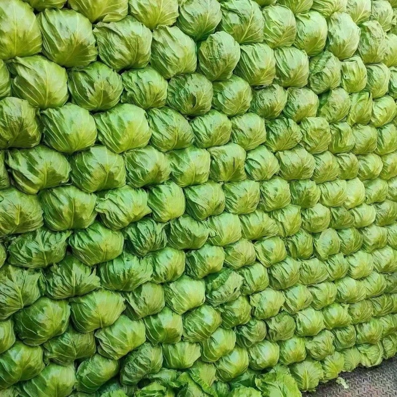 河北邯郸甘蓝，中甘大量有货欢迎咨询，实地看货，洽谈合作