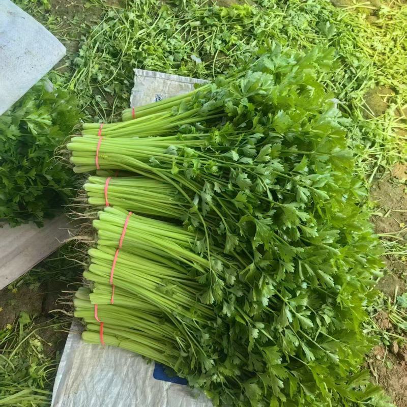产地直采新鲜香芹，翠绿鲜嫩，脆嫩多汁，一口爱到不行！