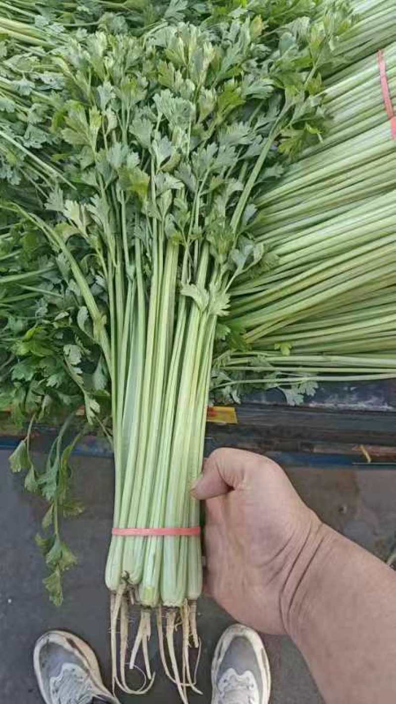 产地直采新鲜香芹，翠绿鲜嫩，脆嫩多汁，一口爱到不行！