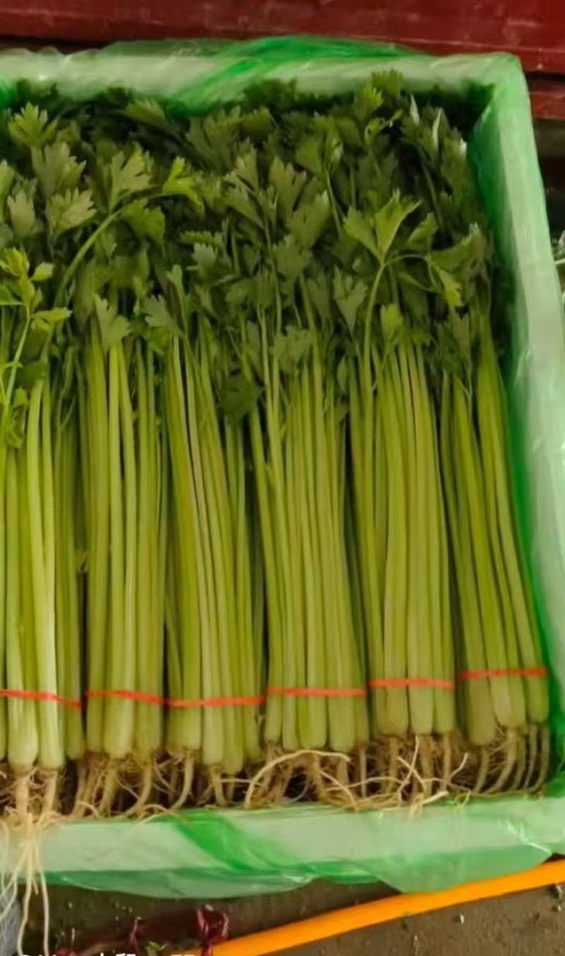 产地直采新鲜香芹，翠绿鲜嫩，脆嫩多汁，一口爱到不行！