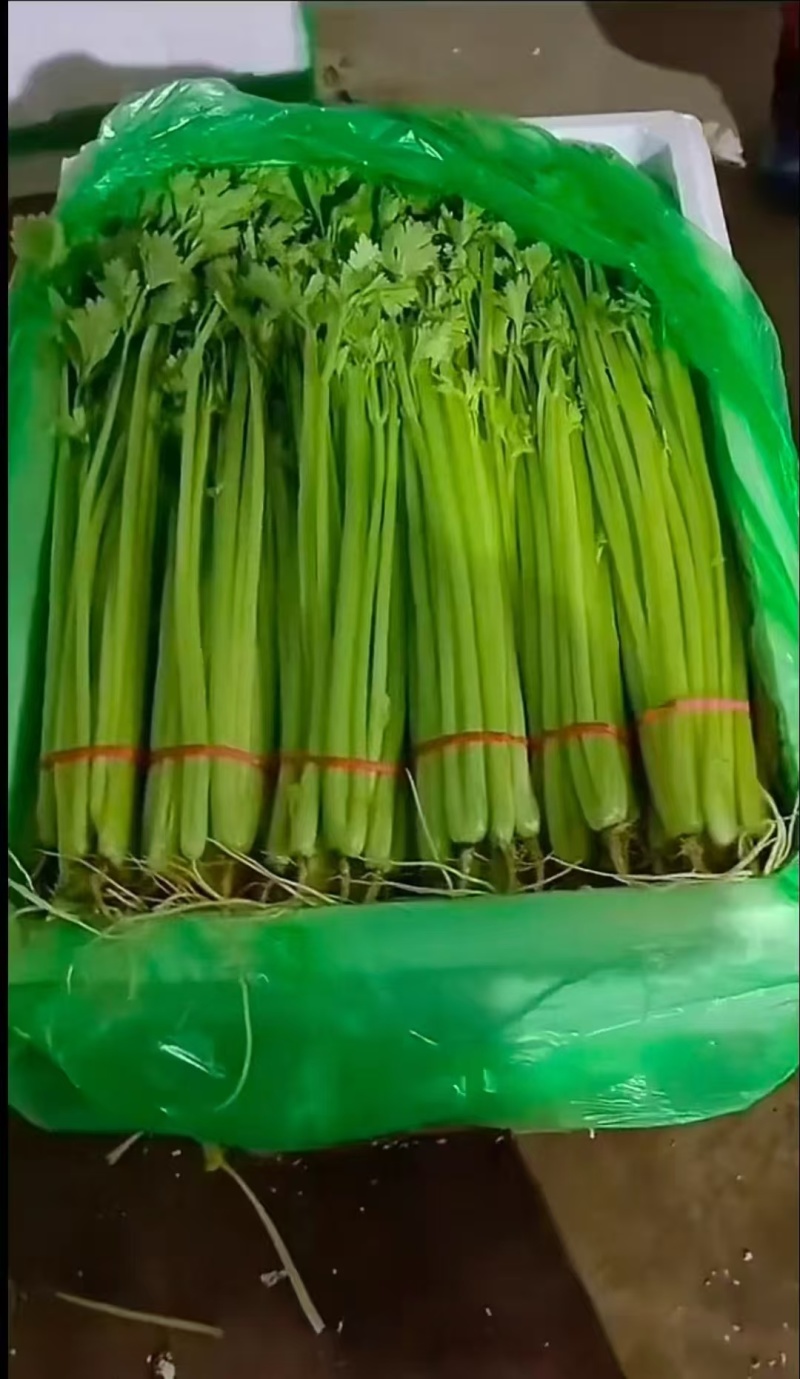 产地直采新鲜香芹，翠绿鲜嫩，脆嫩多汁，一口爱到不行！