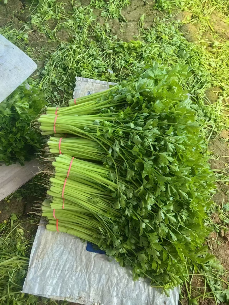 产地直采新鲜香芹，翠绿鲜嫩，脆嫩多汁，一口爱到不行！