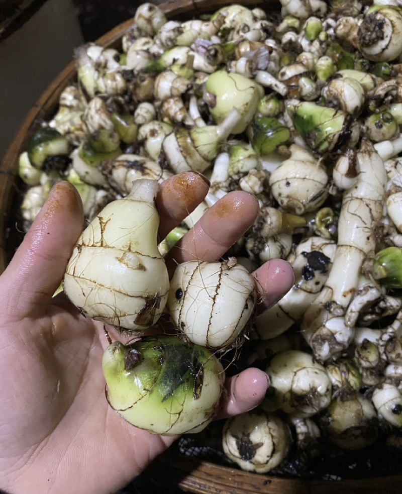 毛慈菇净果