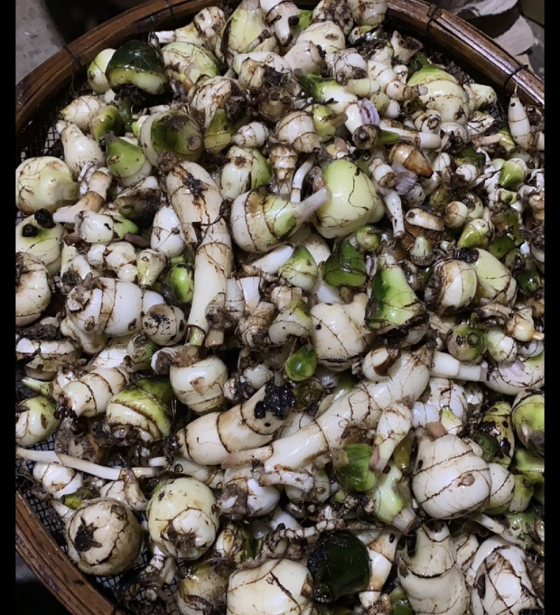 毛慈菇净果