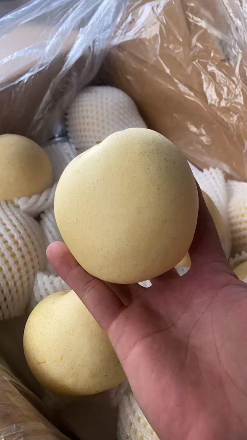 【精品】皇冠梨优选河北皇冠梨一手货源量大从优价美