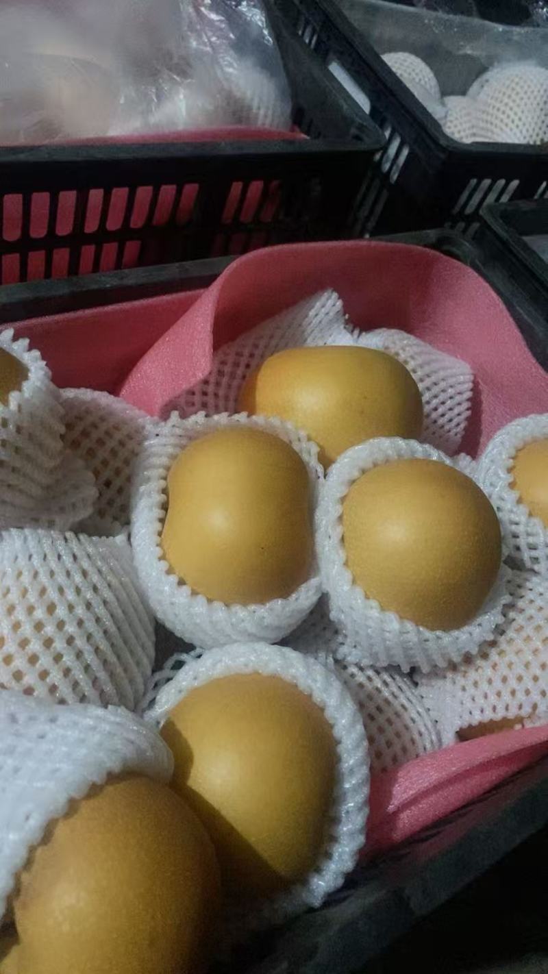 精品秋月梨精选秋月梨品种齐全口感脆甜量大从优