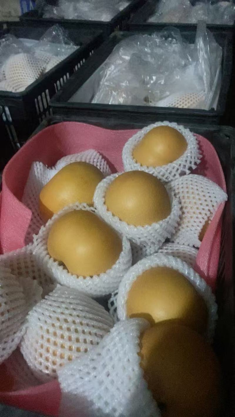 精品秋月梨精选秋月梨品种齐全口感脆甜量大从优