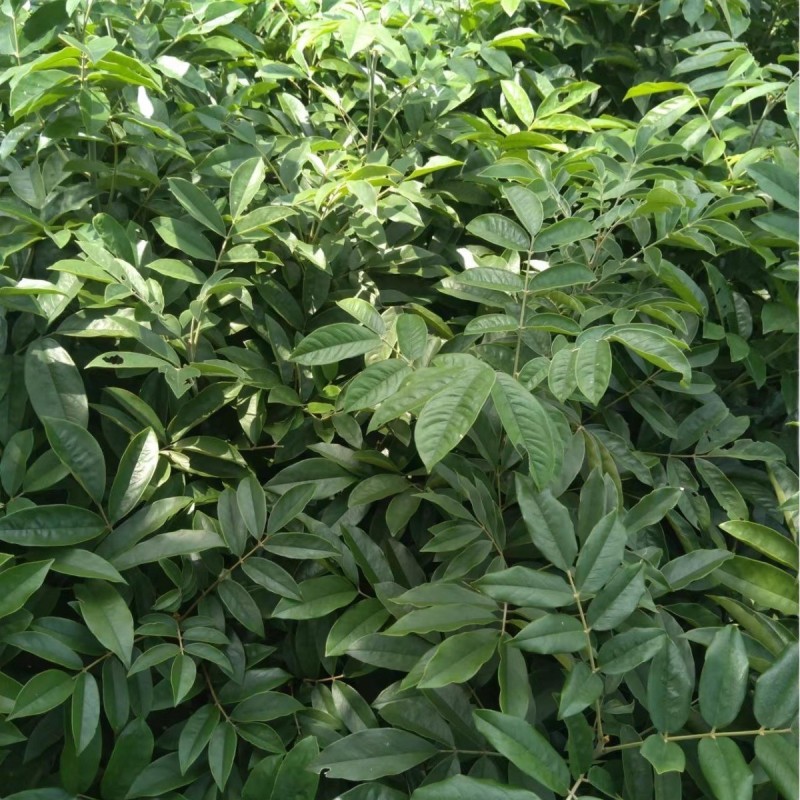 红豆树品种齐全量大从优价格可谈