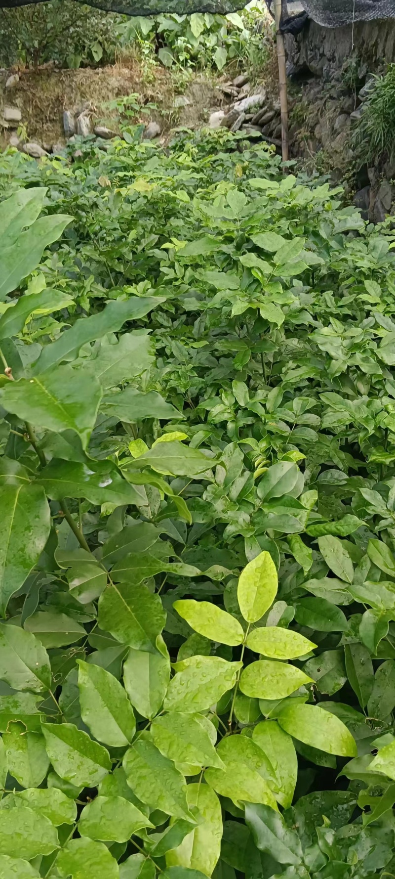 红豆树品种齐全量大从优价格可谈
