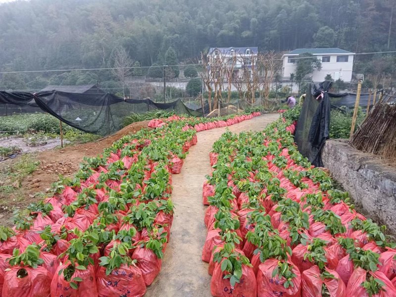 红豆树品种齐全量大从优价格可谈