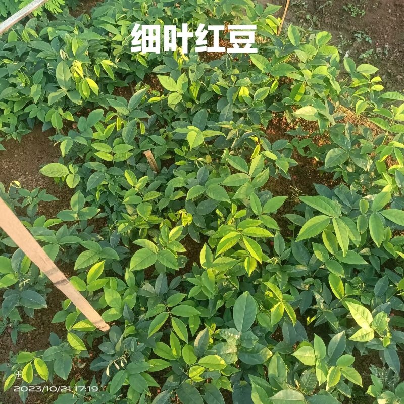 红豆树品种齐全量大从优价格可谈