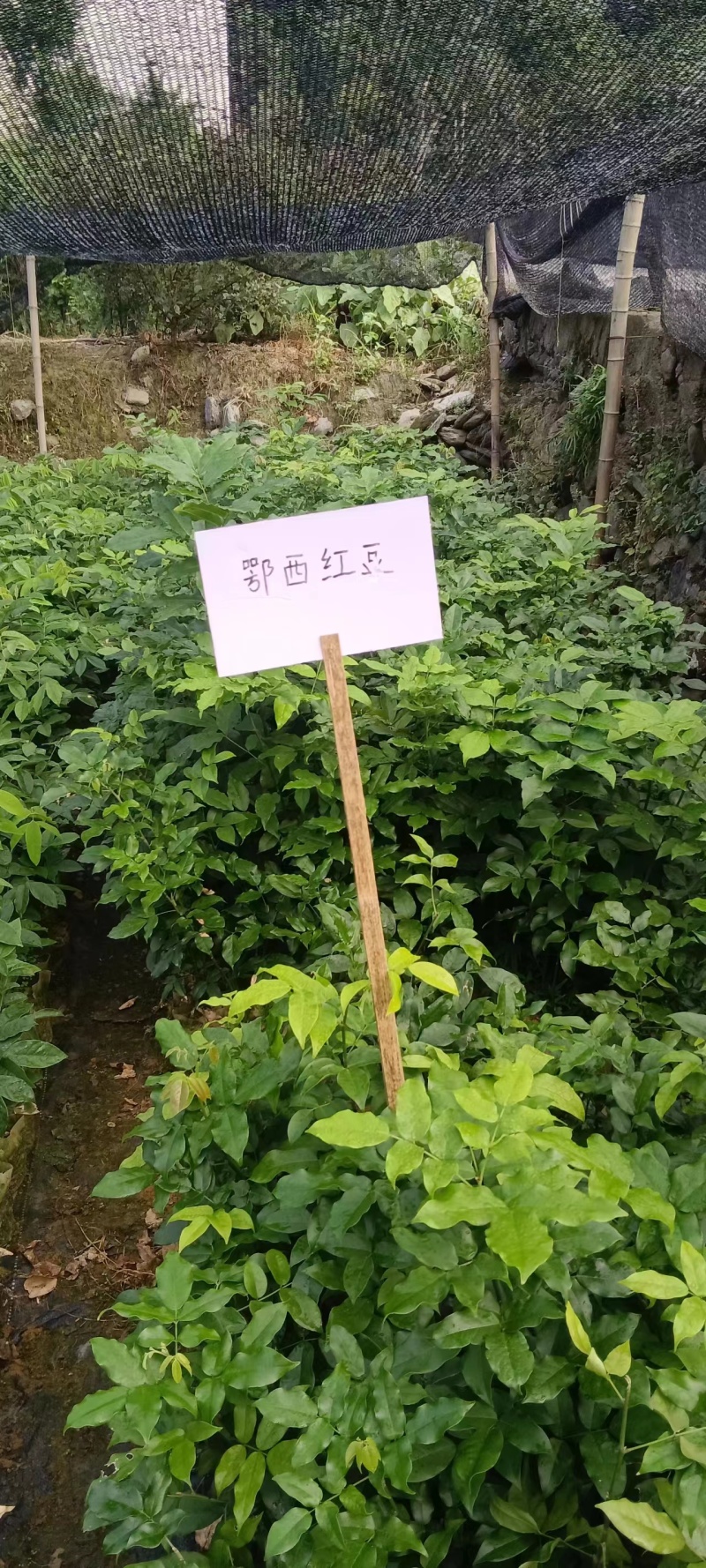 红豆树品种齐全量大从优价格可谈