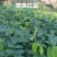 红豆树品种齐全量大从优价格可谈