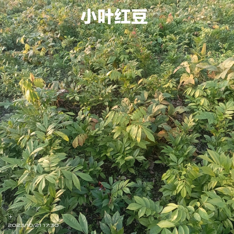 红豆树品种齐全量大从优价格可谈