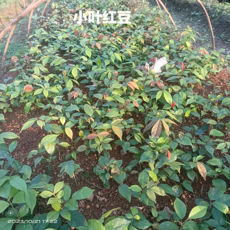 红豆树品种齐全量大从优价格可谈