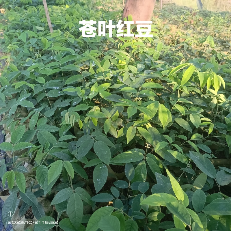 红豆树品种齐全量大从优价格可谈