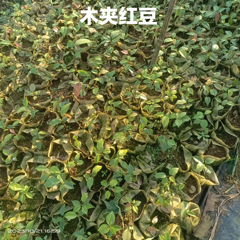 红豆树品种齐全量大从优价格可谈