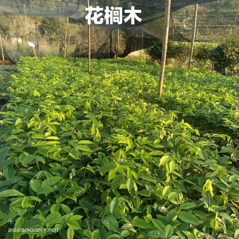红豆树品种齐全量大从优价格可谈
