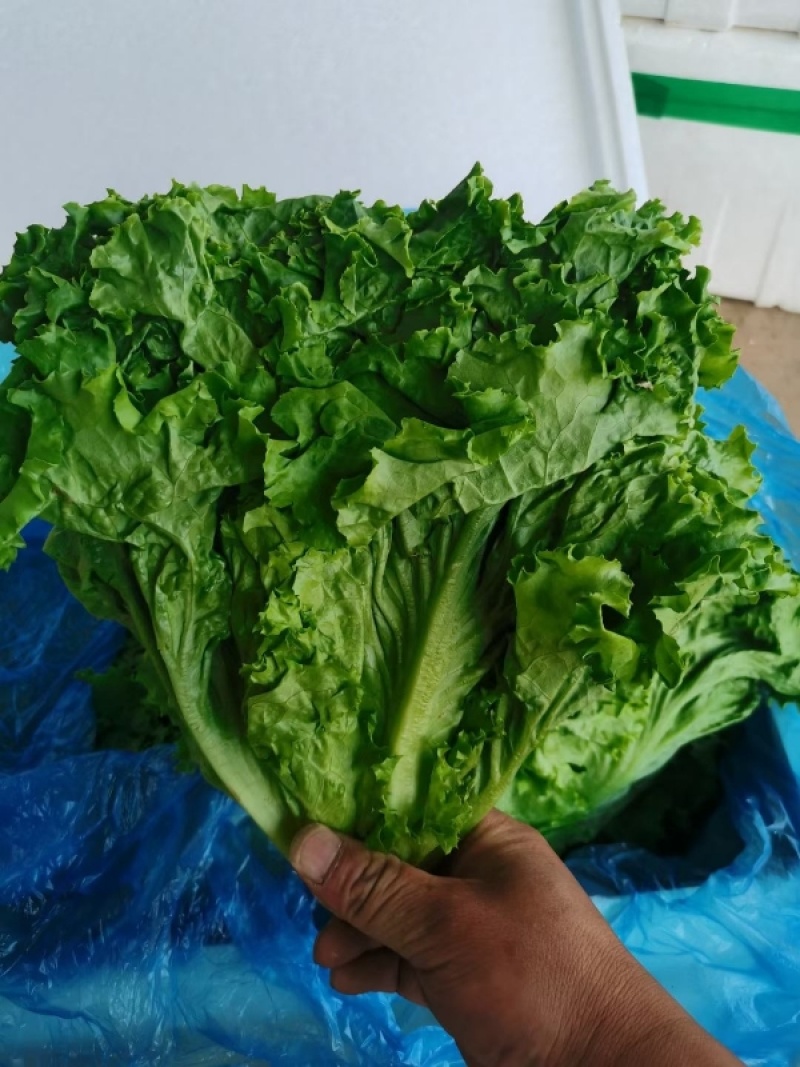 河北精品生菜量大从优，欢迎各位老板随时联系咨询