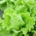 河北精品生菜量大从优，欢迎各位老板随时联系咨询
