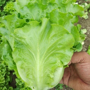 河北精品生菜量大从优，欢迎各位老板随时联系咨询