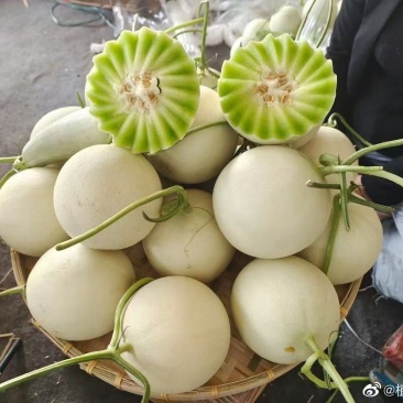 山东玉菇甜瓜冰淇淋甜瓜对接电商商超市场口感脆甜