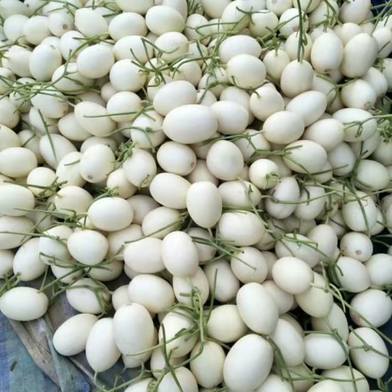 山东玉菇甜瓜冰淇淋甜瓜对接电商商超市场口感脆甜
