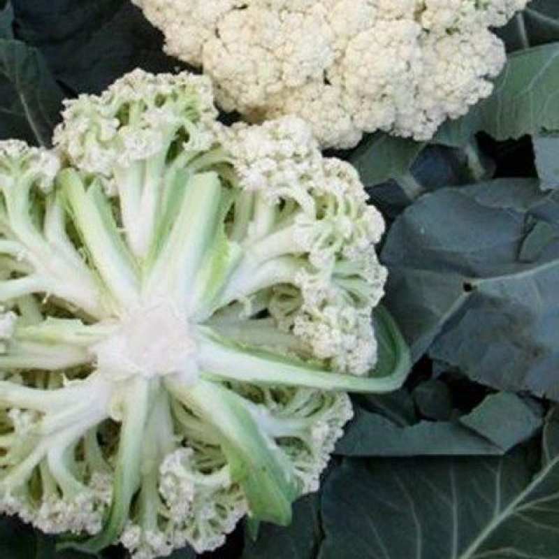 河北精品松花，量大质优，欢迎各位老板随时致电咨询洽谈合作