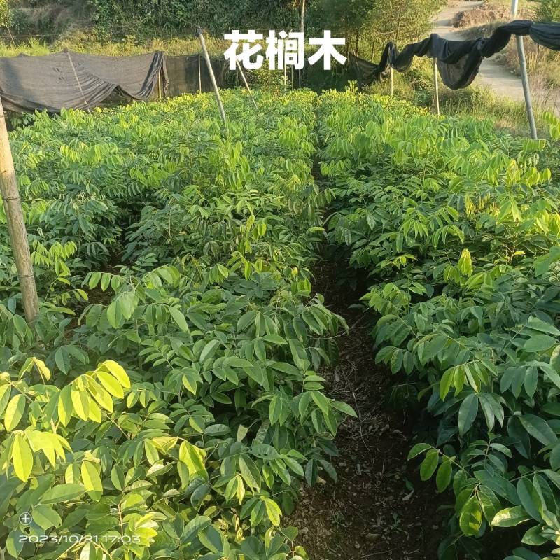红豆树品种齐全量大从优价格可谈