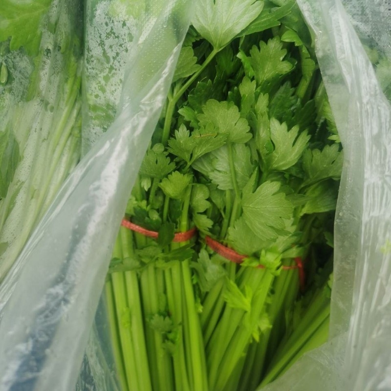 河北精品小香芹，量大从优，欢迎各位老板随时致电咨询洽谈合