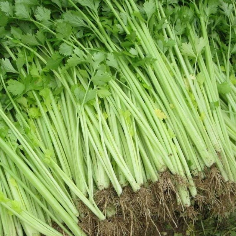 河北精品小香芹，量大从优，欢迎各位老板随时致电咨询洽谈合
