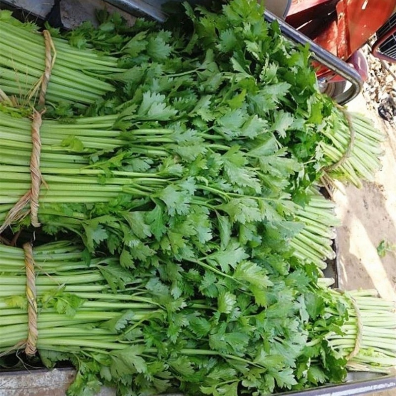 河北精品小香芹，量大从优，欢迎各位老板随时致电咨询洽谈合