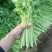 河北精品小香芹，量大从优，欢迎各位老板随时致电咨询洽谈合