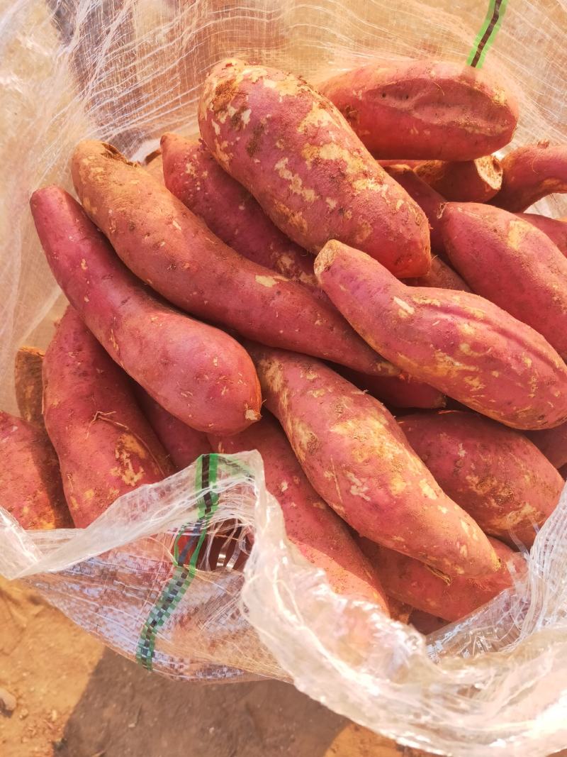 西瓜红红薯大量有货，价格实惠，欢迎新老顾客前来洽谈合作