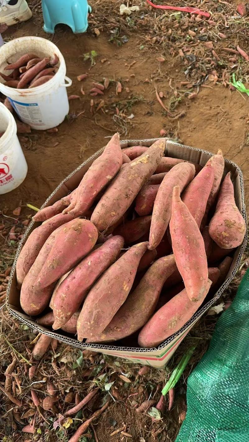 西瓜红红薯大量有货，价格实惠，欢迎新老顾客前来洽谈合作