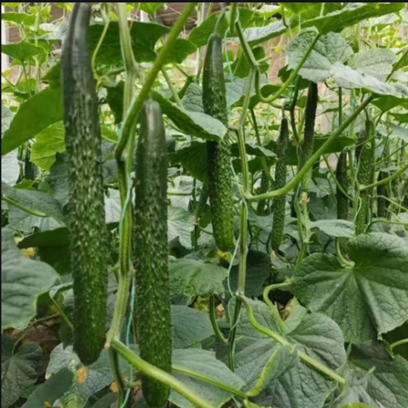 河北邯郸黄瓜大量有货，欢迎咨询实地看货，洽谈合作