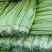 四川蒜苔大量上市了，需要定货的朋友欢迎来人来电！